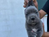 Safkan Mavi Göz Blue Cane Corso Yavrular