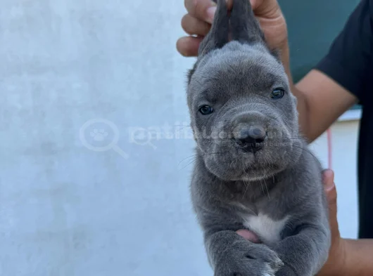 Safkan Mavi Göz Blue Cane Corso Yavrular görsel