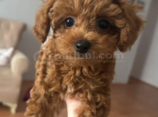 Toy Poodle görsel
