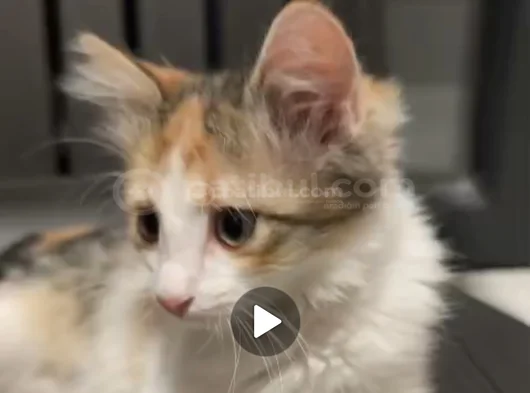 Yavru Kedi görsel
