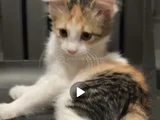 Yavru Kedi