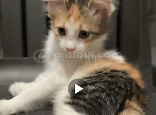 Yavru Kedi görsel