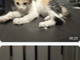 Yavru kedi