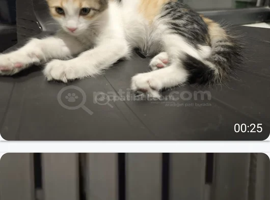 Yavru Kedi