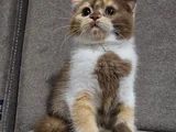 Koca Kafali Scottish Fold Yavru