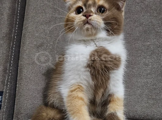 Koca Kafali Scottish Fold Yavru görsel