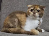 KOCA KAFALI SCOTTISH FOLD YAVRU