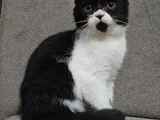 Koca Kafali Scottish Fold Yavru
