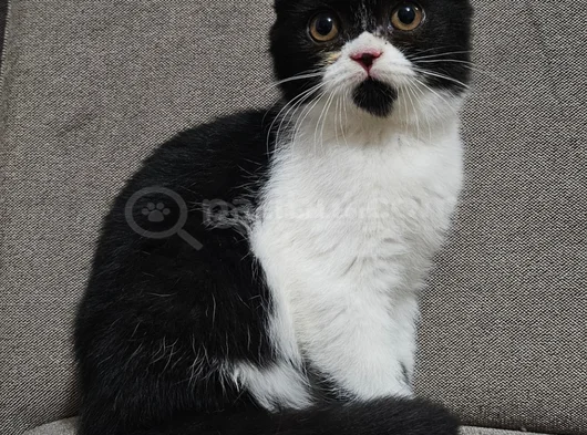 Koca Kafali Scottish Fold Yavru görsel