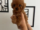 Toy Boy Poodlle