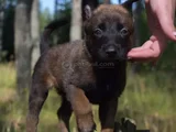 Standartlarına uygun malinois