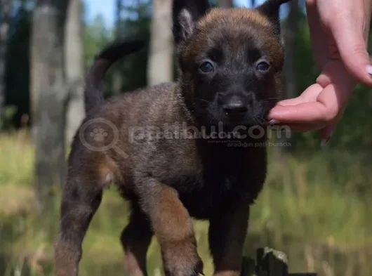 Standartlarına Uygun Malinois