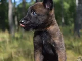 Standartlarına Uygun Malinois