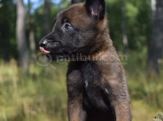 Standartlarına Uygun Malinois görsel