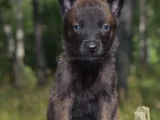 Standartlarına Uygun Malinois