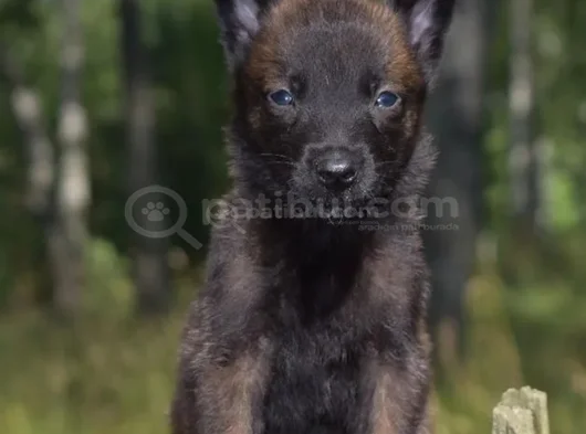 Standartlarına Uygun Malinois görsel