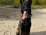 Standartlarına Uygun Malinois