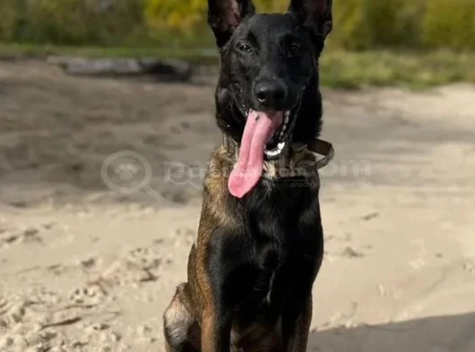Standartlarına Uygun Malinois görsel