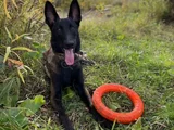 Standartlarına Uygun Malinois