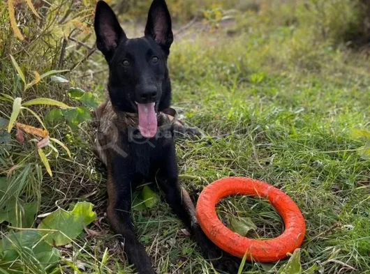 Standartlarına Uygun Malinois görsel