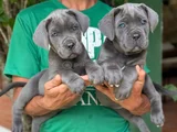 Üst kalite aşılı cane corso yavrular
