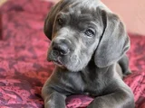 Üst Kalite Aşılı Cane Corso Yavrular