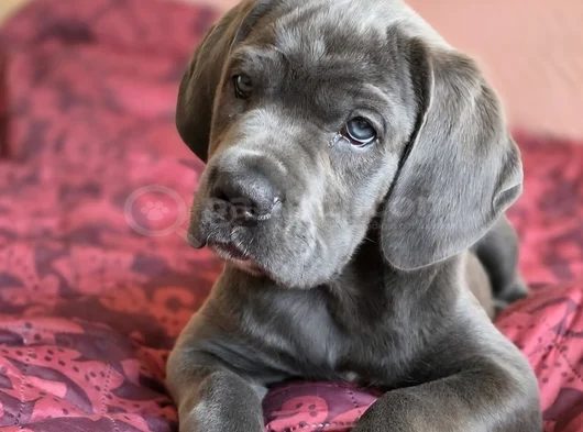 Üst Kalite Aşılı Cane Corso Yavrular görsel