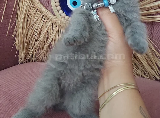 Mükemmel Bebek görsel