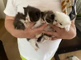 Safkan Iran Yavruları