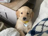 Küt Burunlu Golden Bebekler