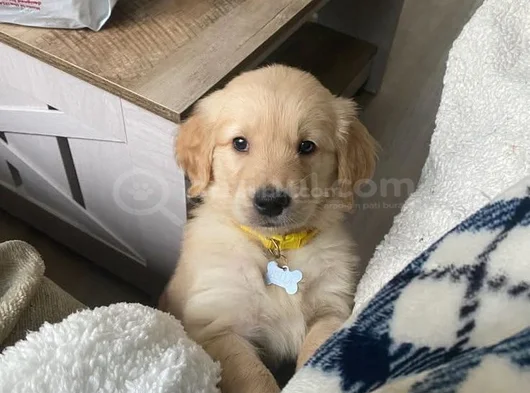 Küt Burunlu Golden Bebekler görsel