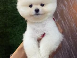 Ayi Surat Pomerani̇an Boo Bebekleri̇mi̇z