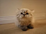 British Longhair Yavru