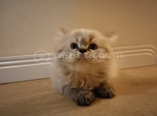 British Longhair Yavru görsel