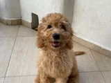 3 Aylık Toy Podel
