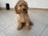 3 Aylık Toy Podel