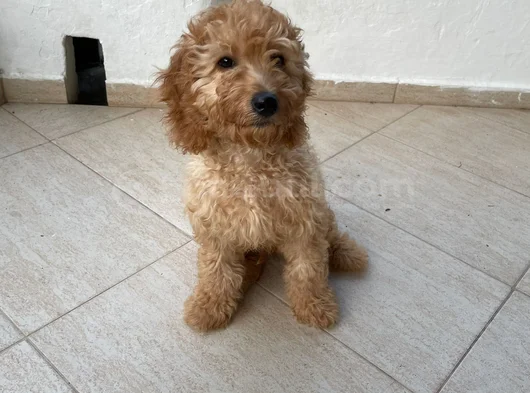 3 Aylık Toy Podel görsel
