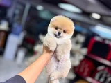 AYI SURAT POMERANİAN BOO BEBEKLERİMİZ