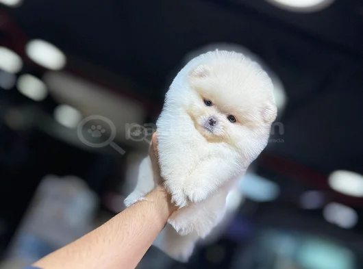 Ayi Surat Pomerani̇an Boo Bebekleri̇mi̇z görsel