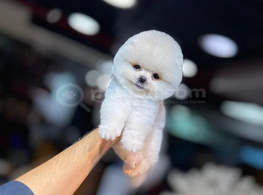 Ayi Surat Pomerani̇an Boo Bebekleri̇mi̇z görsel