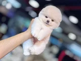 Ayi Surat Pomerani̇an Boo Bebekleri̇mi̇z