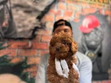 Secereli Zeki Tüy Dökmez Toy Poodle Yavrularımız