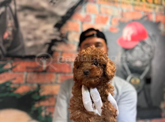 Secereli Zeki Tüy Dökmez Toy Poodle Yavrularımız görsel