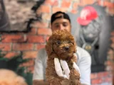 Secereli Zeki tüy dökmez toy poodle yavrularımız