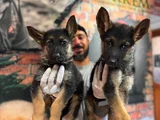 A Kalite Alman Kurdu K9 Yavrular