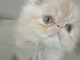 Safkan şecereli İran bebekler