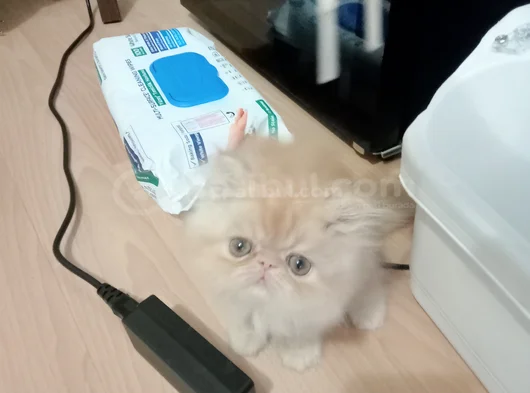 Safkan Şecereli İran Bebekler görsel
