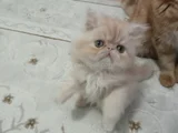 Safkan Şecereli İran Bebekler