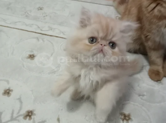 Safkan Şecereli İran Bebekler görsel