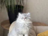 Üst Düzey Bri̇ti̇sh Longhai̇r Yavrum